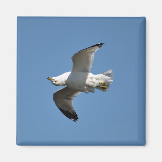 Upside-down Flying Gull Wildlife Collectie Magneet (Voorkant)