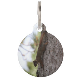Upside Down Squirrel Pet Tag Huisdierpenning