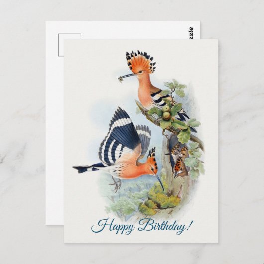 Upupa Epops Briefkaart (Voorkant / Achterkant)