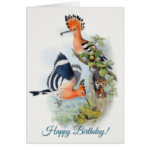 Upupa Epops Happy Birthday