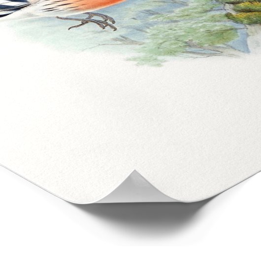 Upupa Epops Poster (Hoek)