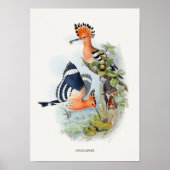 Upupa Epops Poster (Voorkant)