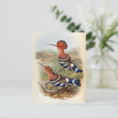 Upupa Nigripennis (Indiaas Hoope) Briefkaart (Staand voorkant)