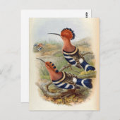 Upupa Nigripennis (Indiaas Hoope) Briefkaart (Voorkant / Achterkant)