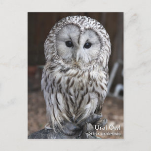 Ural Owl Briefkaart