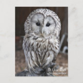 Ural Owl Briefkaart (Voorkant)