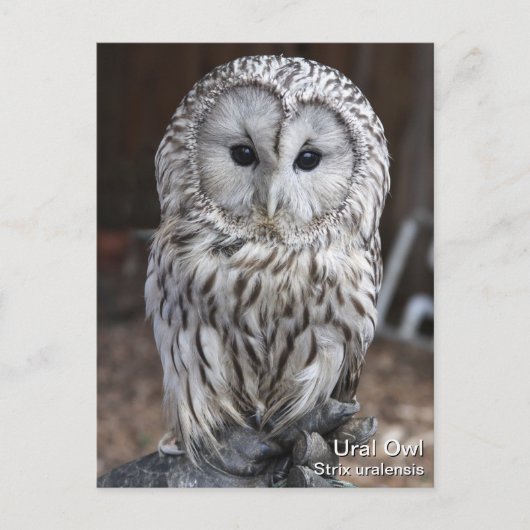 Ural Owl Briefkaart (Voorkant)