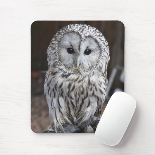 Ural Owl Muismat (Met muis)