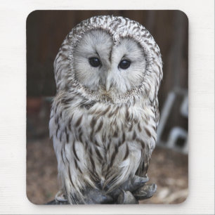 Ural Owl Muismat