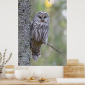 Ural Owl Poster (Keuken)