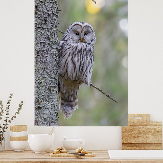 Ural Owl Poster (Keuken)