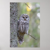 Ural Owl Poster (Voorkant)