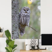 Ural Owl Poster (Thuiskantoor)