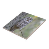 Ural Owl Tegeltje (Zijkant)