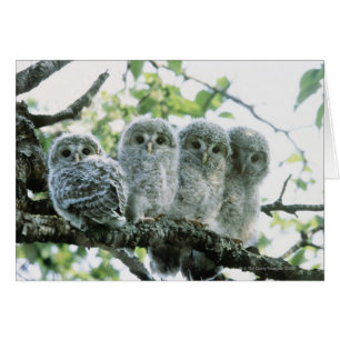 Urale owetsl. Ikeda-machi, Hokkaido, Japan