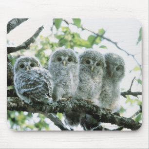 Urale owetsl. Ikeda-machi, Hokkaido, Japan Muismat