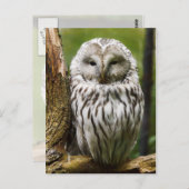 Urale Owl op een ledemaat Briefkaart (Voorkant / Achterkant)