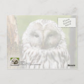 Urale Owl op een ledemaat Briefkaart (Achterkant)