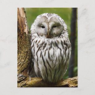 Urale Owl op een ledemaat Briefkaart