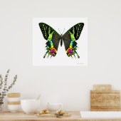 Urania Sunset Moth Poster (Keuken)
