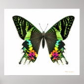 Urania Sunset Moth Poster (Voorkant)