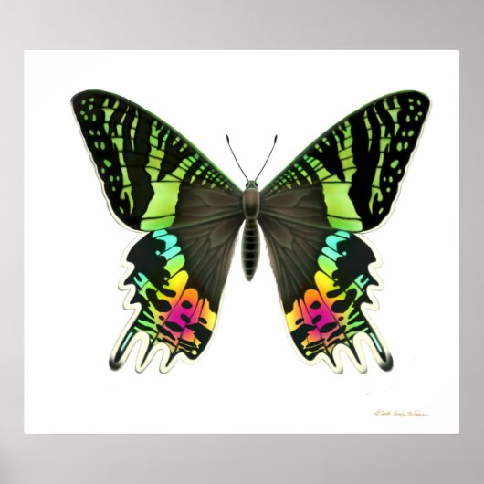 Urania Sunset Moth Poster (Voorkant)