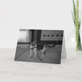 Urban cat Vibes notecard Aankondiging (Voorkant)