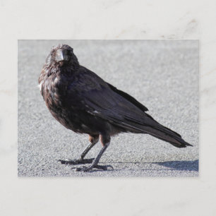 Urban Crow Briefkaart