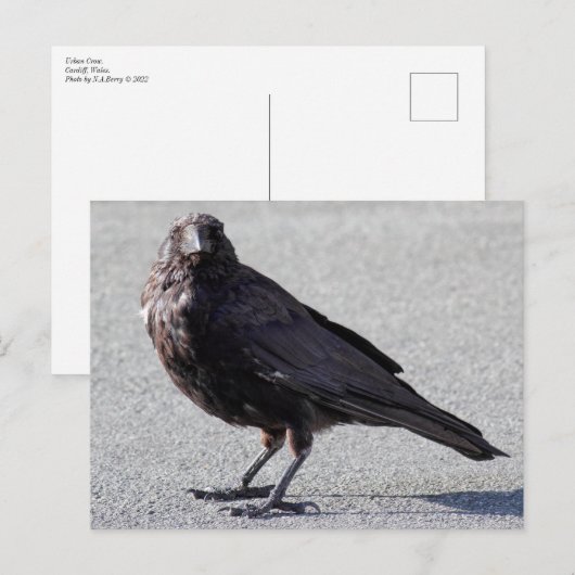 Urban Crow Briefkaart (Voorkant / Achterkant)