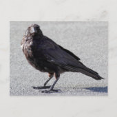 Urban Crow Briefkaart (Voorkant)