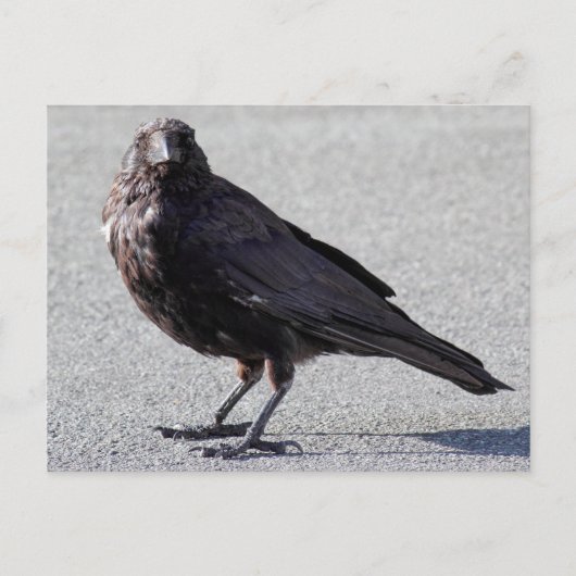 Urban Crow Briefkaart (Voorkant)