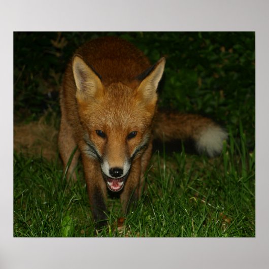 Urban Fox Poster (Voorkant)