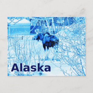 Urban Moose Briefkaart