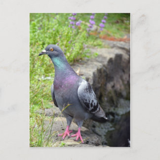 Urban Pigeon Briefkaart
