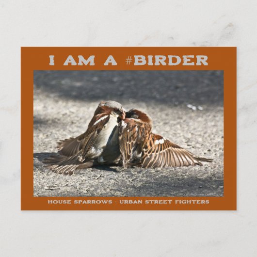 Urban Street Fighters House Sparrows Birder Briefkaart (Voorkant)