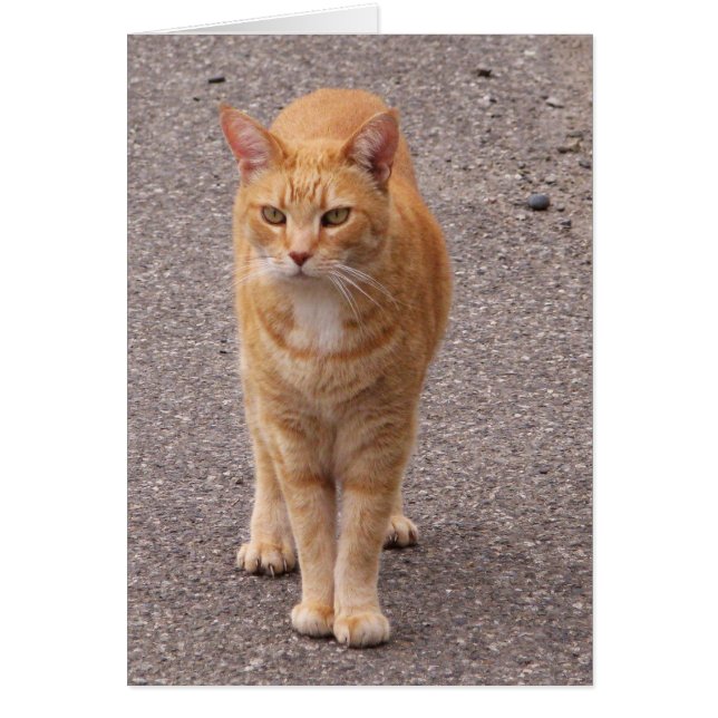 Urban Tiger (Voorkant)