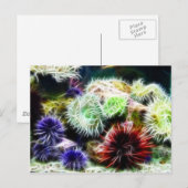 Urchin Bed Briefkaart (Voorkant / Achterkant)