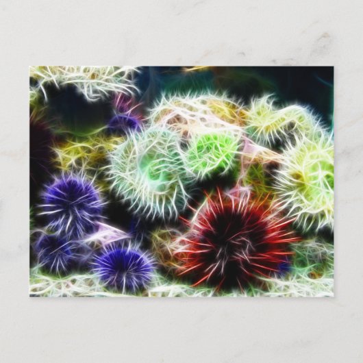 Urchin Bed Briefkaart (Voorkant)