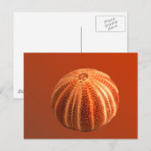 Urchin Briefkaart (Voorkant / Achterkant)