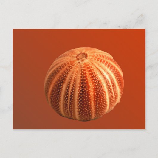 Urchin Briefkaart (Voorkant)