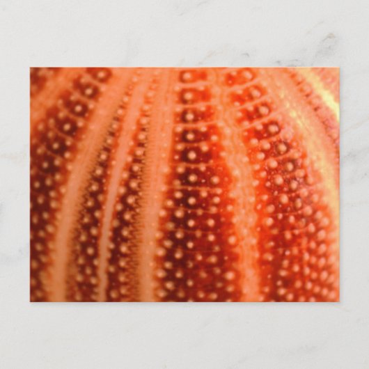 Urchin Briefkaart (Voorkant)