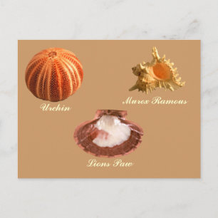 Urchin, Lions Paw, Murex Ramous Briefkaart