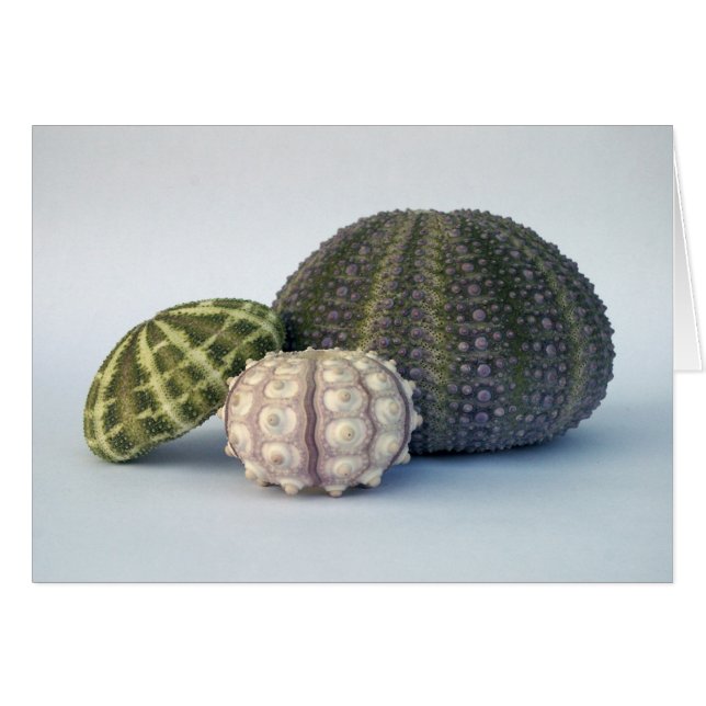 Urchin Trio-kaart (Voorkant Horizontaal)