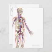 Urine Systeem 2 Briefkaart (Voorkant / Achterkant)