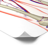 Urine systeem poster (Hoek)