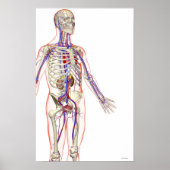 Urine systeem poster (Voorkant)