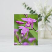 Urn Orchid [Ansichtkaart] Briefkaart (Staand voorkant)