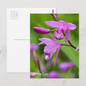 Urn Orchid [Ansichtkaart] Briefkaart (Voorkant / Achterkant)