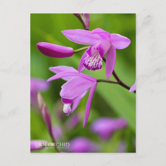 Urn Orchid [Ansichtkaart] Briefkaart (Voorkant)