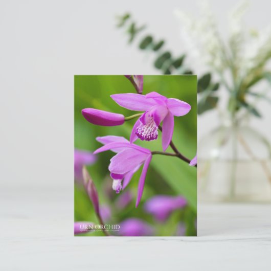 Urn Orchid [Briefkaart] Briefkaart (Staand voorkant)